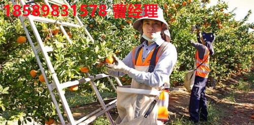 泰安出國(guó)勞務(wù) 新西蘭打工選擇與廣州勞務(wù)服務(wù)介紹